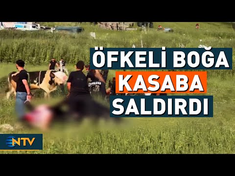 Kamyonet Kasasında Kurbanlık Boğanın Saldırısına Uğradı | NTV