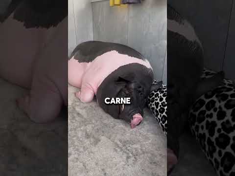 ¿Sabías por qué la carne de cerdo está prohibida en el Islam y el cristianismo?