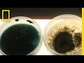 Smooth Cord Grass and Oil Spill Remediation
