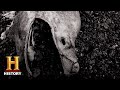 The Stronsay Beast: A Mysterious Discovery