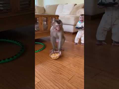 🐍 😅 #funnyanimals #monkey #babymonkey