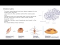 Osteocytes and Bone Physiology