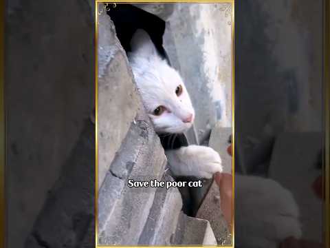 Let us praise the heroes who save cats  #cat  #kittens #rescueanimals #rescuecats #rescuekitten