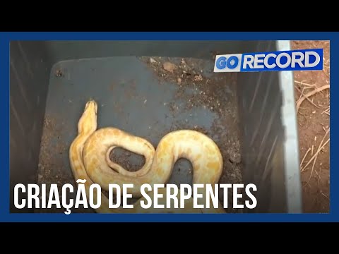 Homem que criava mais de 30 cobras em casa é preso