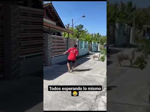 Oveja vs. humano 😂 🐑 | #campo #agricultura #agronomia #cosecha #humor #animalesfelices #agro