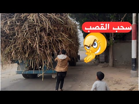 ولد الحاج صديق بيسحب قصب من المقطورة فصلان ضحك  😱