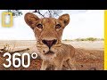 Survival Challenges for Young Lions