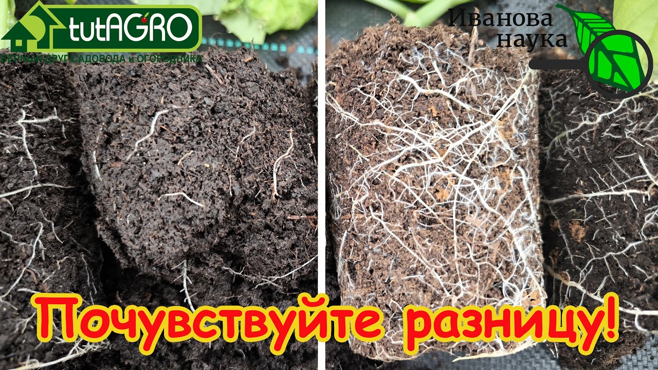 Без удобрений и препаратов! Полностью бесплатный способ вырастить мощную и крепкую рассаду.