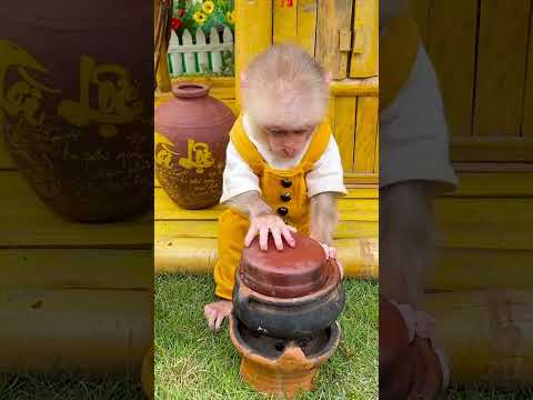 Obi monkey cooking for duck  #animalshome #cute #monkeyobi #babyanimals #babymonkey