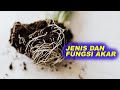 Functions and Importance of Roots