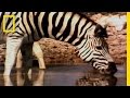Cheetah Reintroduction in Mountain Zebra National Park