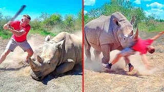 Turistas idiotas que cometeram erros terríveis com animais perigosos (edição asiática)