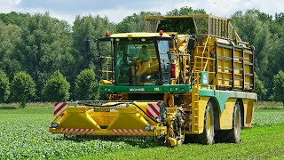 Spinazie Oogsten | Ploeger MK2140L | Breure De Waard | 2025