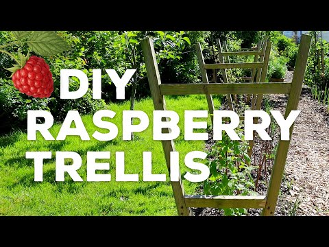 DIY Raspberry Trellis for Summer-Bearing Varieties