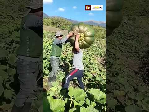 Amazing Chinese Fruits 😊 #facts #shorts #farming #china