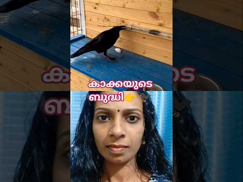 𝗔𝗽𝗽𝗿𝗲𝗰𝗶𝗮𝘁𝗶𝗻𝗴 𝗵𝗮𝗿𝗱𝘄𝗼𝗿𝗸 𝗼𝗳 𝗰𝗿𝗼𝘄👉🐦‍⬛ #𝗰𝗿𝗼𝘄 #birds #cutebirds #birdlove #воронгоша #aboutbirds #ytshorts