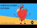 Exploring the Circulatory System and Blood Flow