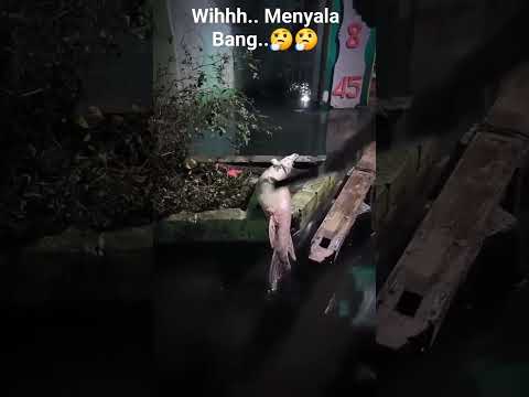 Ikan Aneh Bersirip Besi #shorts #viralvideo #trending