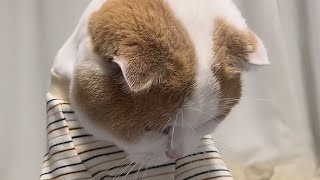 Cute😺 Funny cats 😺