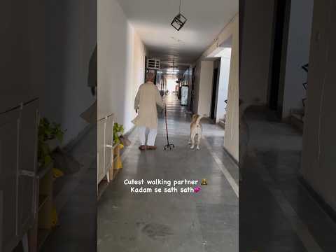 PoV : Cutest walking partner Labrador dog kadam se kadam 🫰🏻❤️😍 #labrador #dog #walk