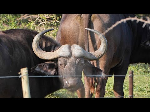 Man Charged by Cape Buffalo, Lived to Tell!