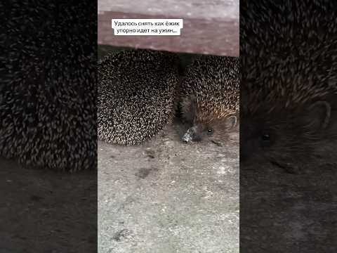 Ёжики каждый день приходят к нам на ужин всей семьей #ежик #собаки #коты #дом #семья