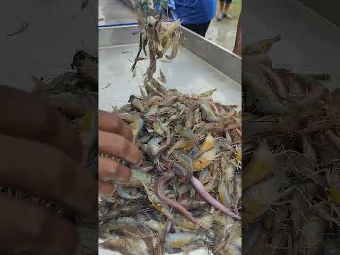 নদী থেকে এখনি এগুলা কি মাছ নিয়ে আসছে!😍😱#fishing