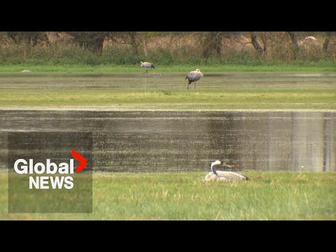 YouTube video thumbnail: Avian Flu “Real Disaster” as Over 1K Cranes Found Dead at Key German Roosting Spot: Experts