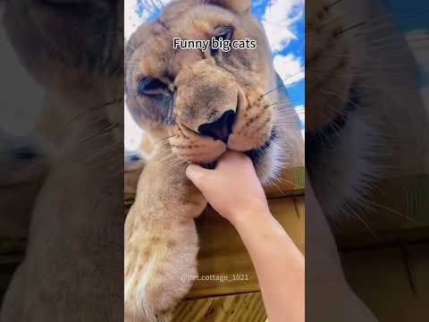 Funny big cats #monkey #animals #doggielife
