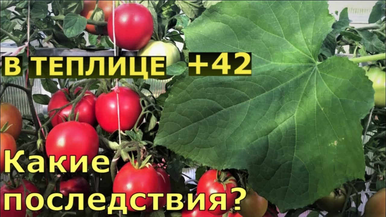 Пришла жара, потеряем урожай томатов и огурцов?