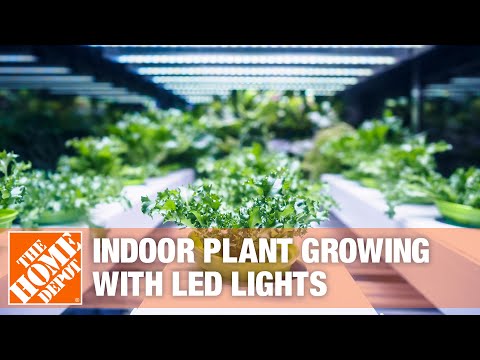 Indoor Plant Growing with LED Lights