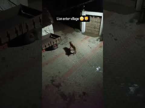 lion enter in village | #gir #animals #asiaticlion #wildlife #girforest #gujarat #shorts #short