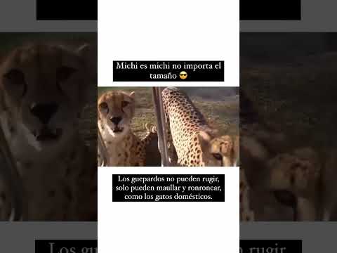 El michi guepardo 🐾 alta ciencia