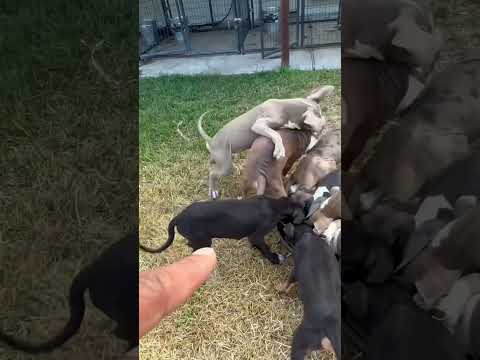 Pure craziness goes down here at my camp 🤬💔🚫🤝🏽 #nbf #nbfkennel #puppiesforsale #puppy #pitbull