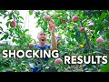 Apple Tree Cultivation and Care