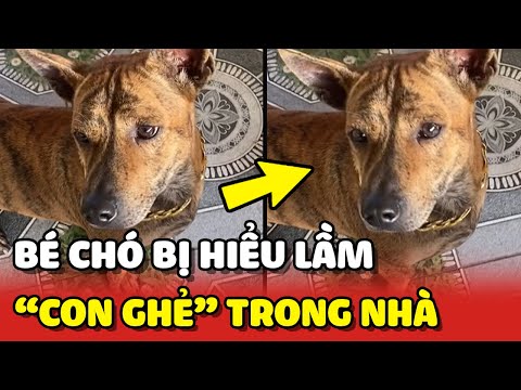 Bé Cún Cỏ bị hiểu lầm là con ghẻ và cái kết bất ngờ 😂