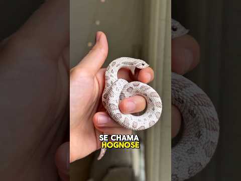 A serpente mais DRAMÁTICA do Mundo!#bichos #animais #curiosidade