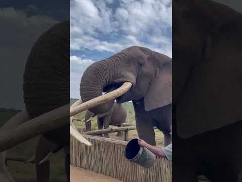 Elephant drinking water