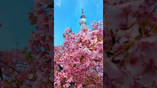 Cherry Blossoms Have Officially Started in Tokyo! 🌸 | Tokyo Skytree View