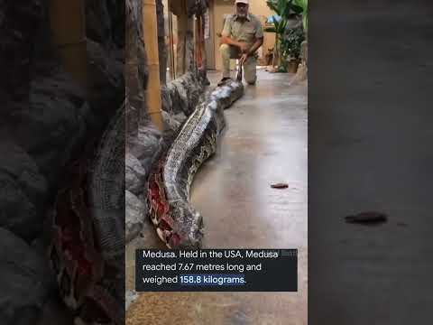 🐍Green Anaconda vs Reticulated Python By Wild Battles