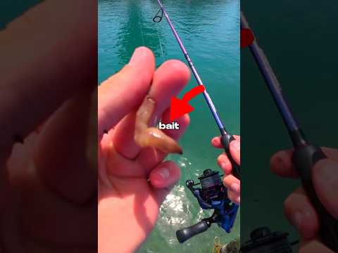 I Fished for Tiny Bait 🐟🎣