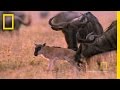 Wildebeest Migration and Behavior