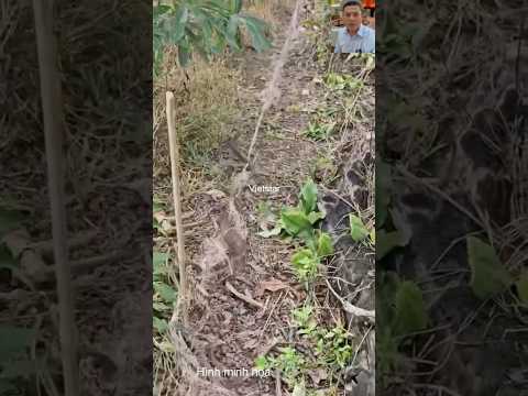 Rắn và cạm bẫy mắc lưới #shortvideo #animals #dongvat #wildlife #thegioidongvat #snake #short