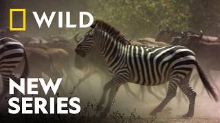 Into the Savannah | Seen On Safari | National Geographic WILD UK