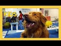 The Evolution and Abilities of Dogs