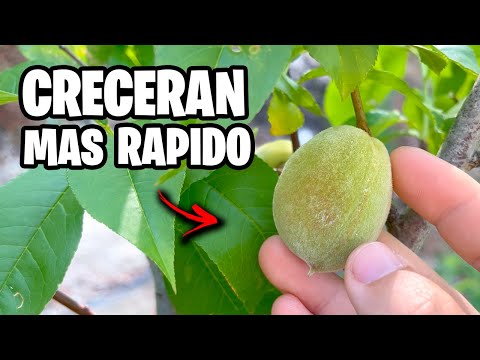 🚀 3 FORMAS de ABONAR tus PLANTAS que NADIE TE ENSEÑA 😳 ¡Y son BRUTALES!
