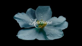 "Anemone" Trailer