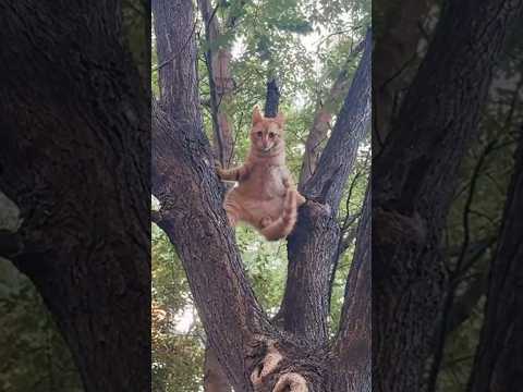 Top 3 Funniest Animals Caught On Camera 📸😆 #shortsvideo