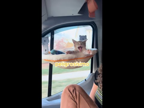 No hagas esto con tu gato 🚫 #shorts #mascotas #gatos