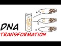 Bacterial Transformation Concepts